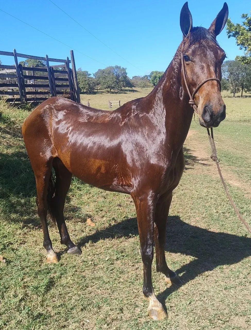 Cavalo  - Foto 2