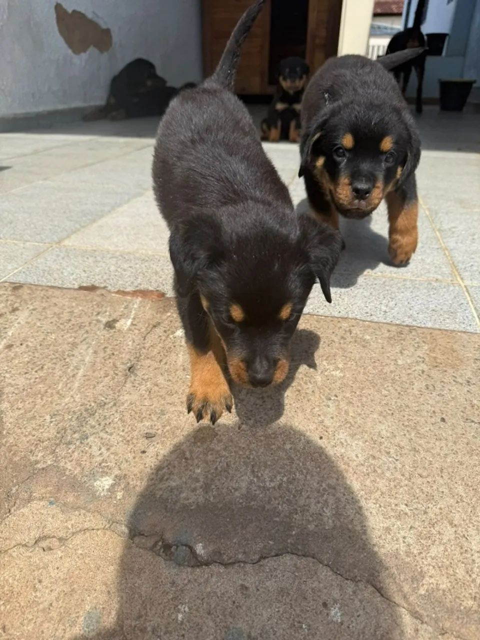 ROTTWEILER PURO  - Foto 4