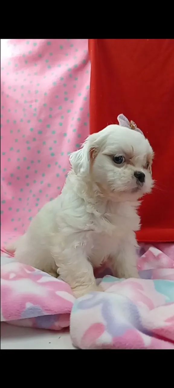 Shih Tzu ? 