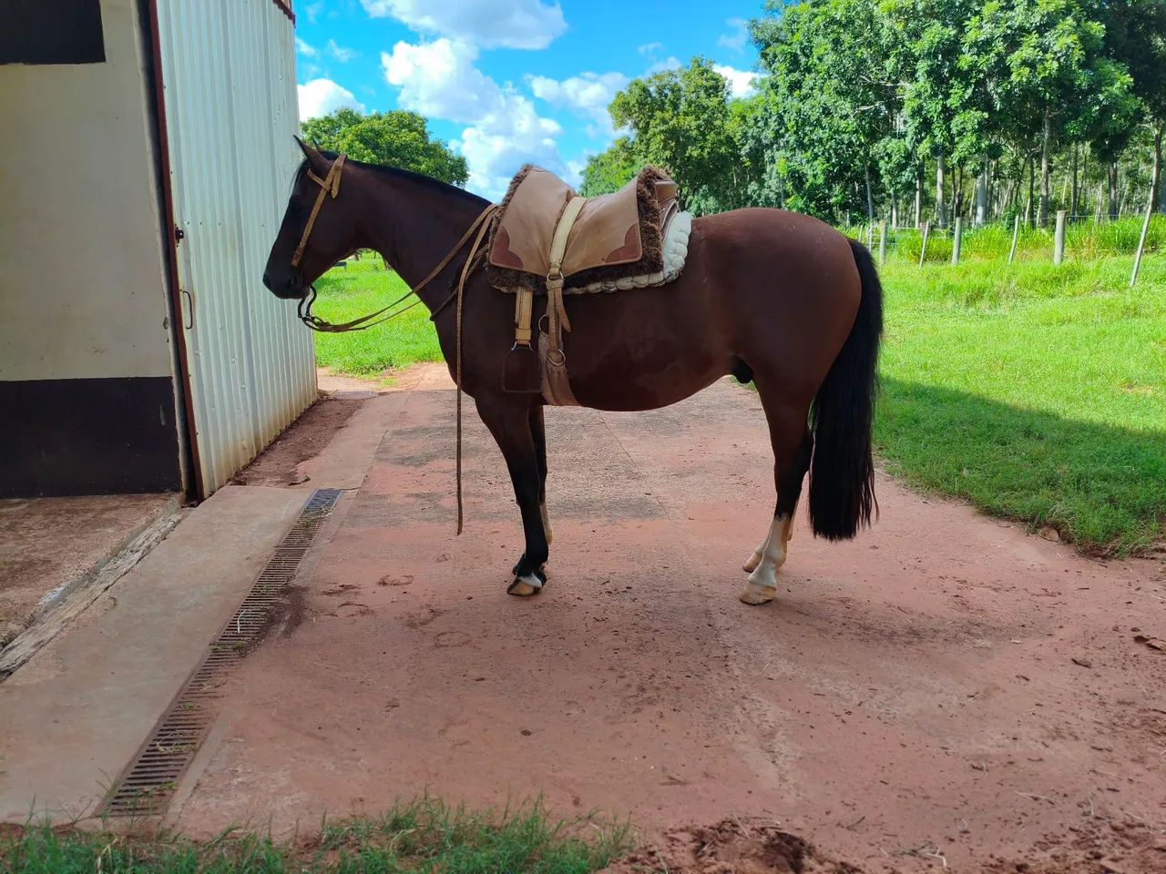 Cavalo Crioulo - Foto 2