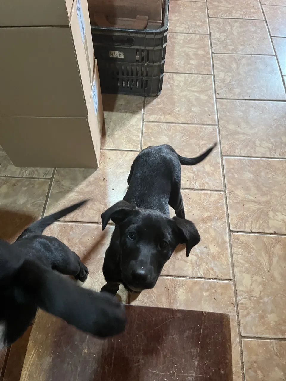 Doa - se cachorro - Foto 4