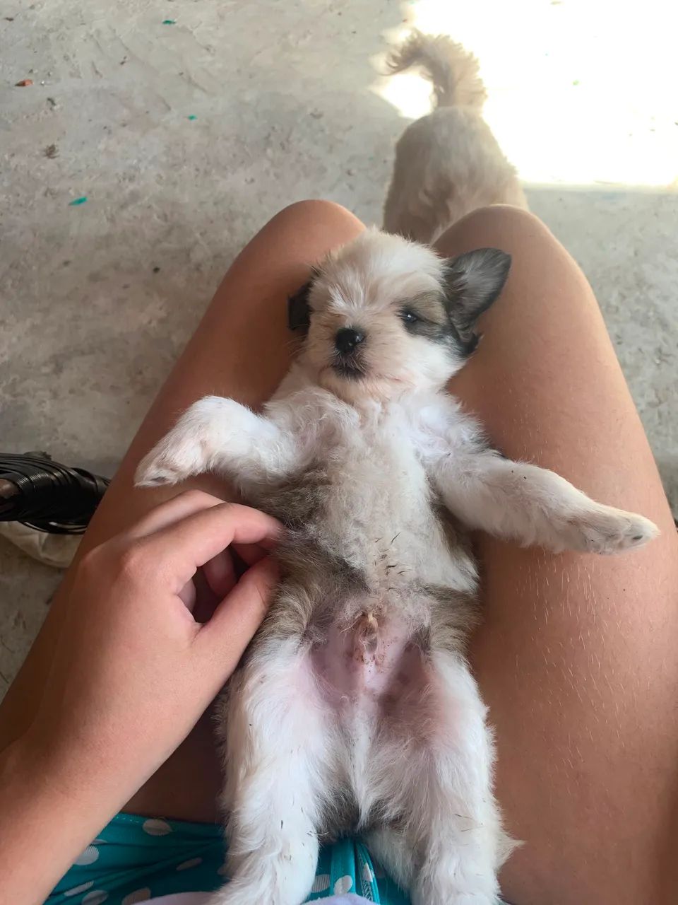 Lhasa apso  - Foto 4
