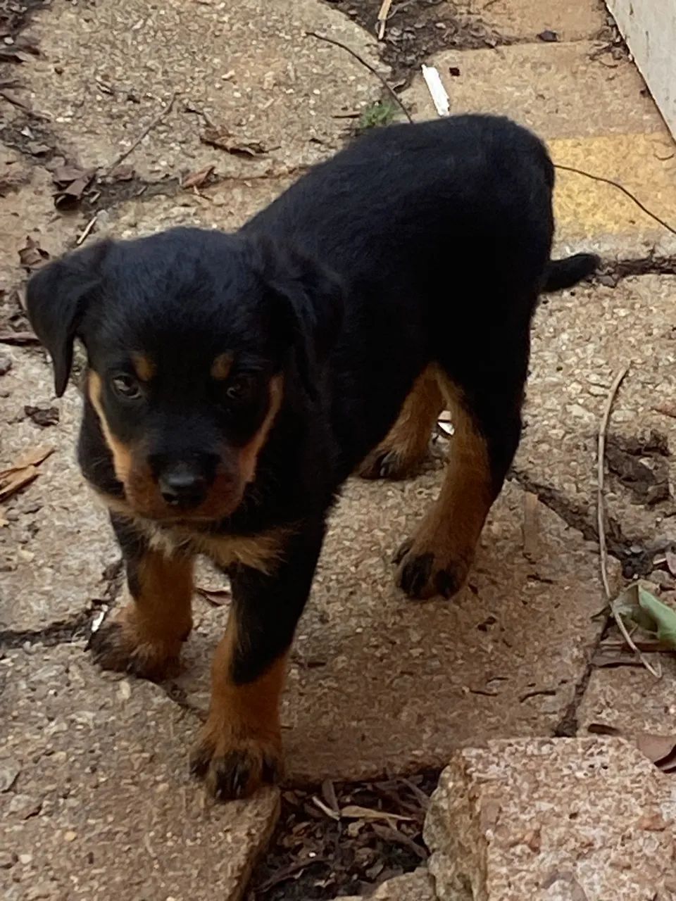 Filhotes de Rottwailler  - Foto 3