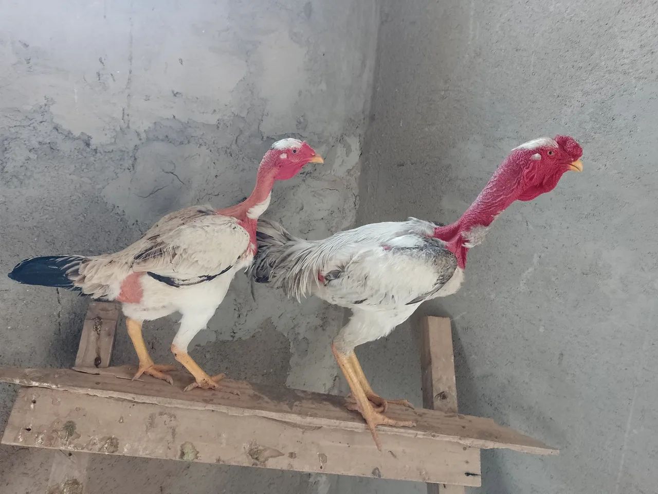 Frangos índio polaco  - Foto 2