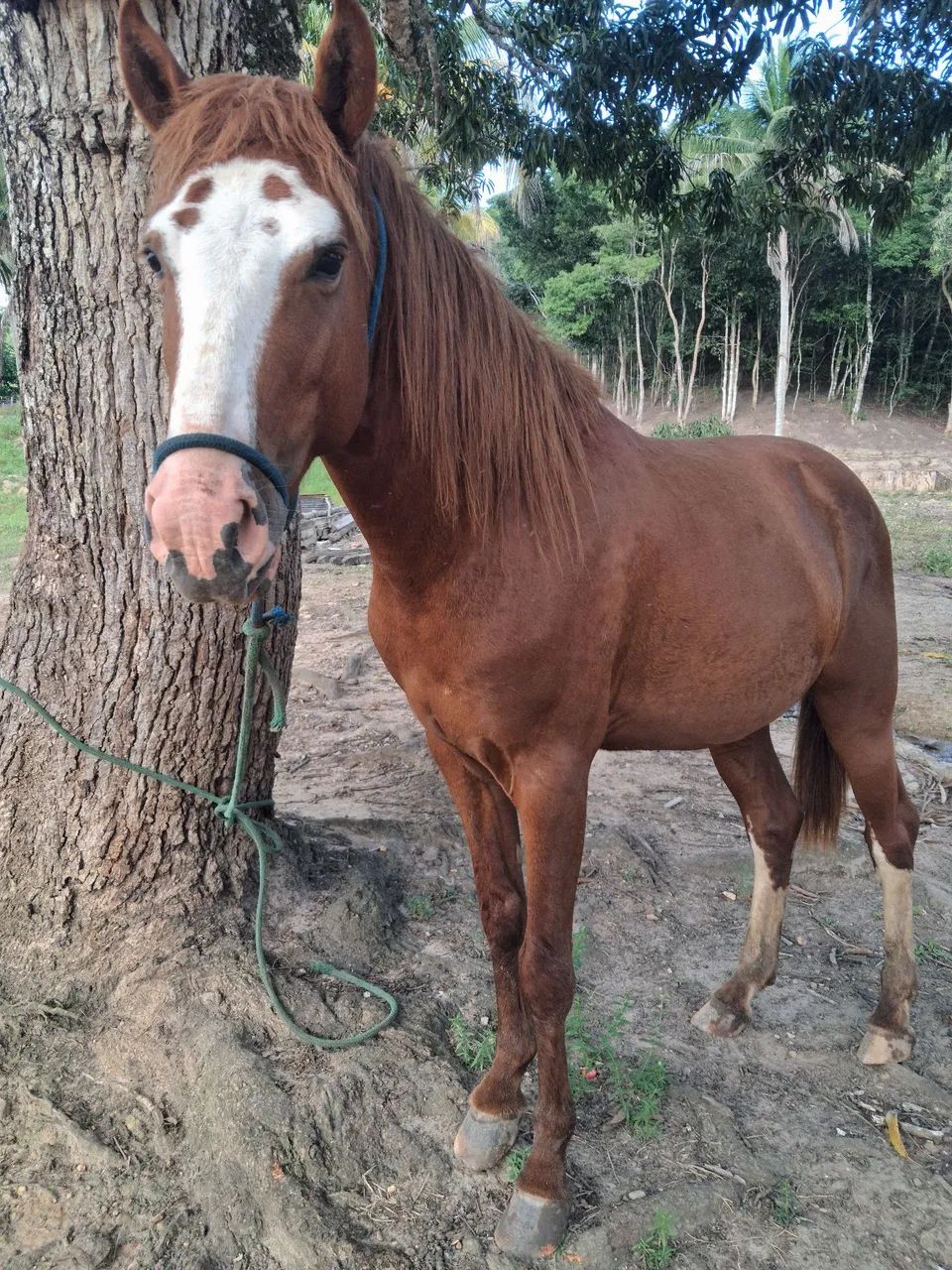 Cavalo mestiço de manga larga machador 