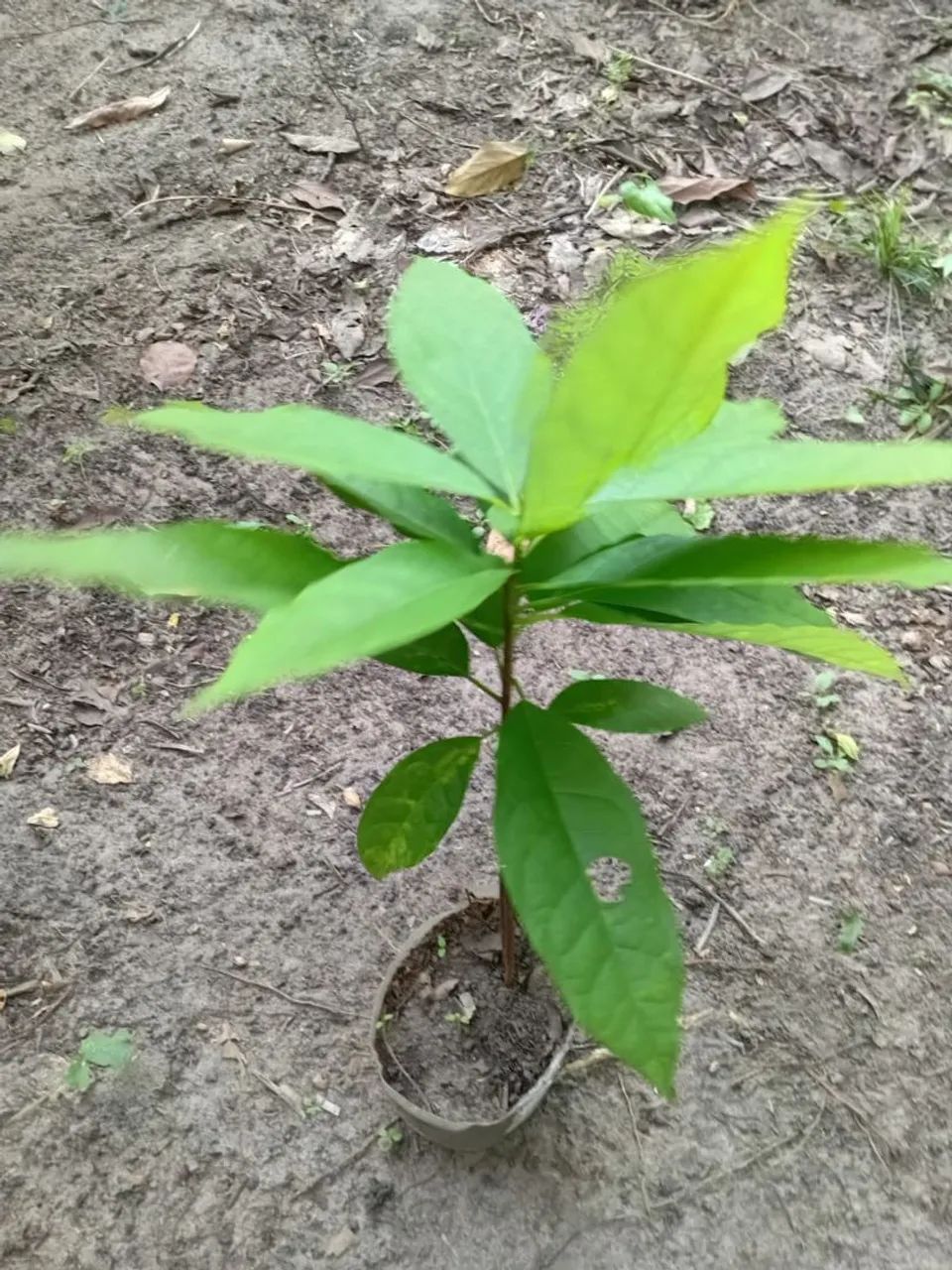 Vende-se mudas de árvores frutíferas ? - Foto 2