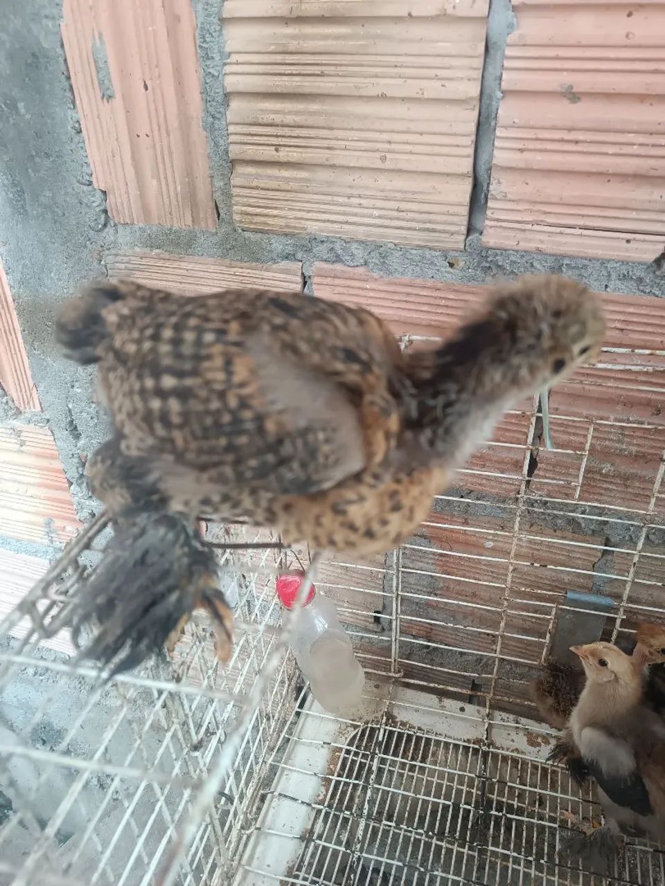 Pintos Brahma - Foto 4