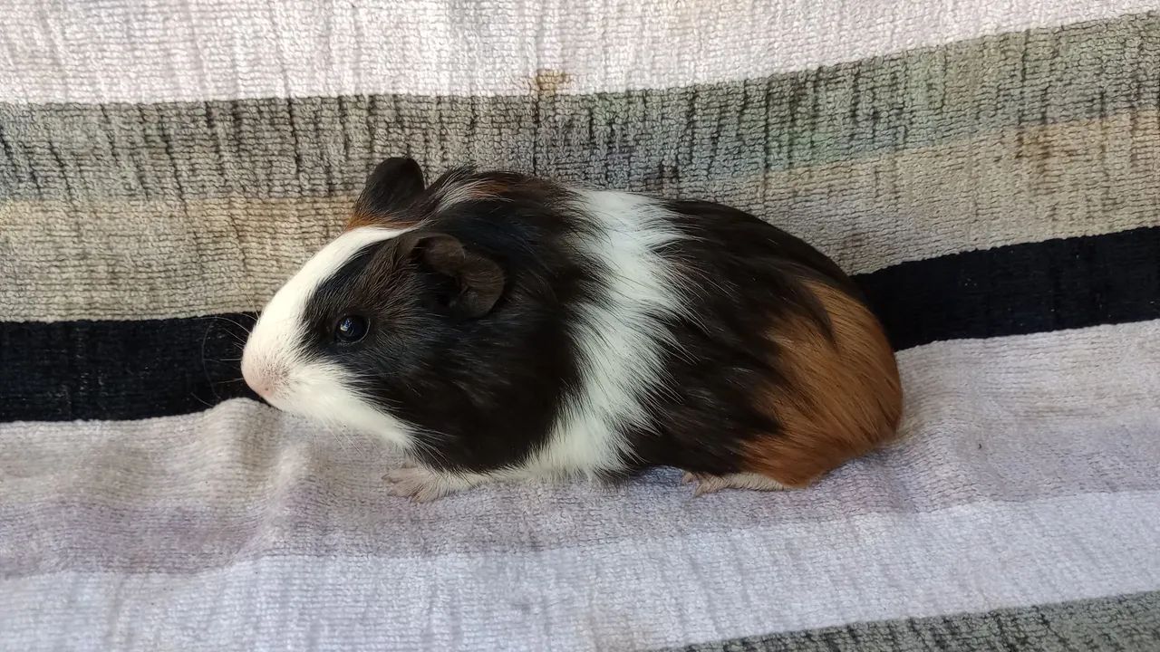vendo porquinho da Índia  - Foto 5