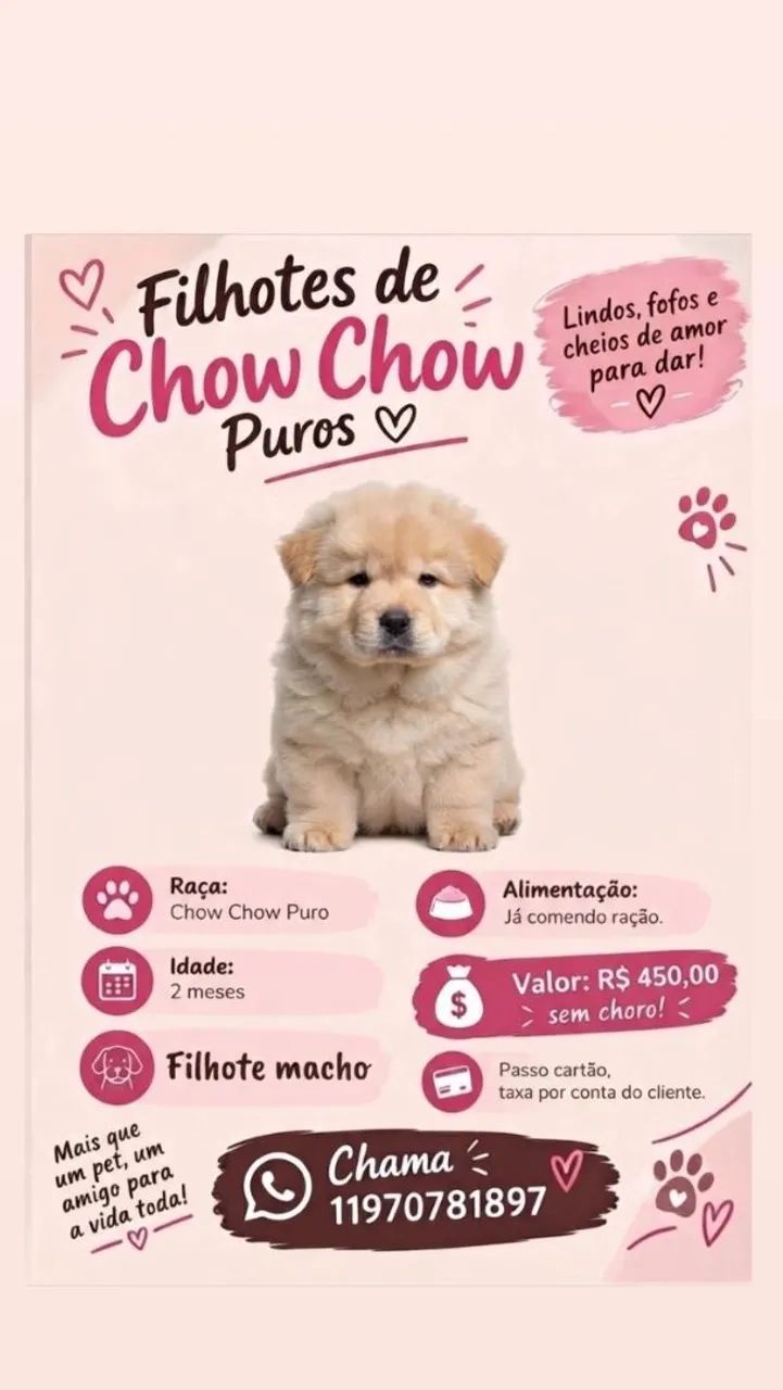 Filhote de Chow Chow