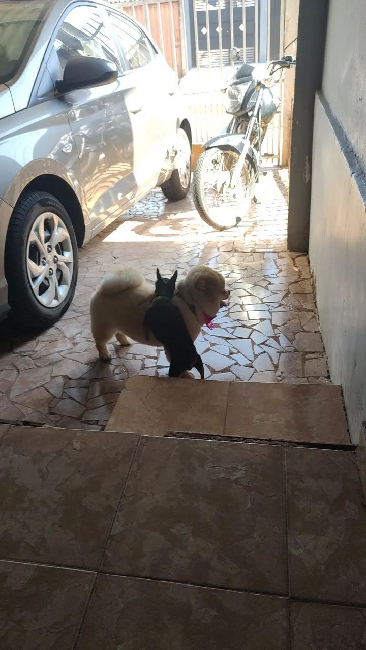 Cães 