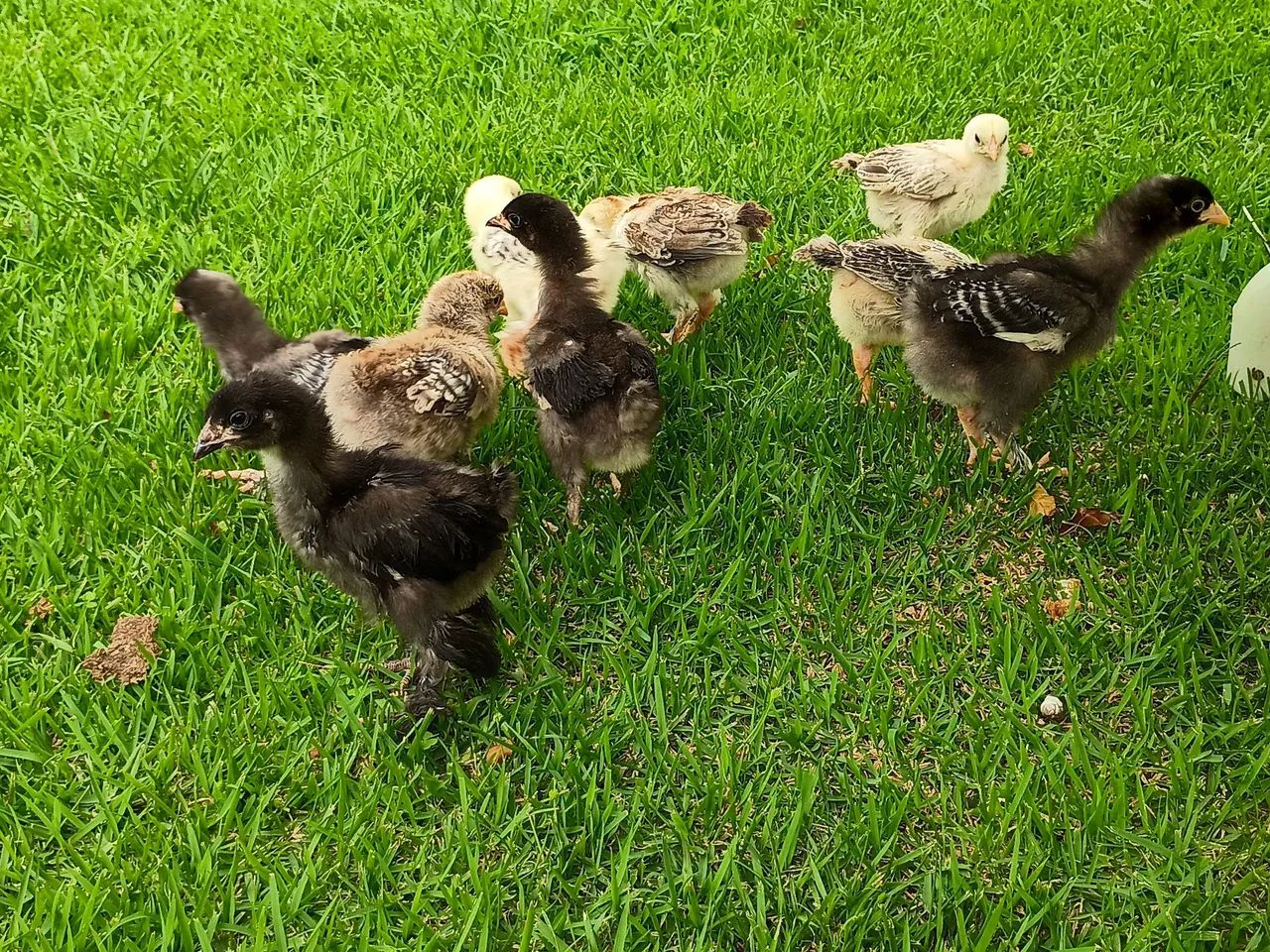 Pintinhos Brahma 30,00 - Foto 6