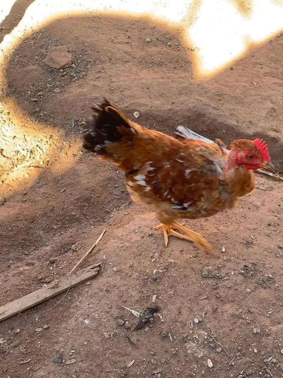 Galinha caipira - Foto 2