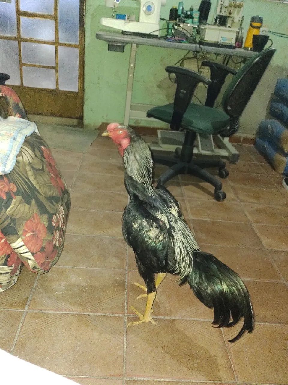 Frango