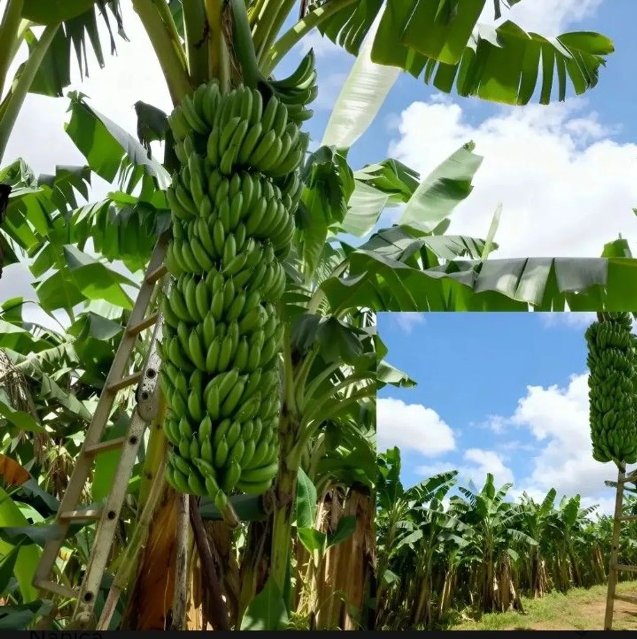 Mudas de bananeiras