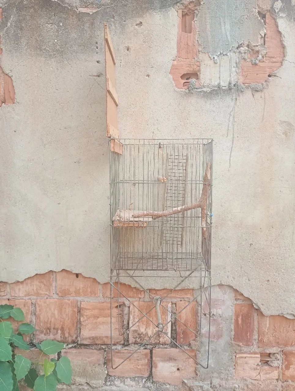 Gaiola - Foto 4