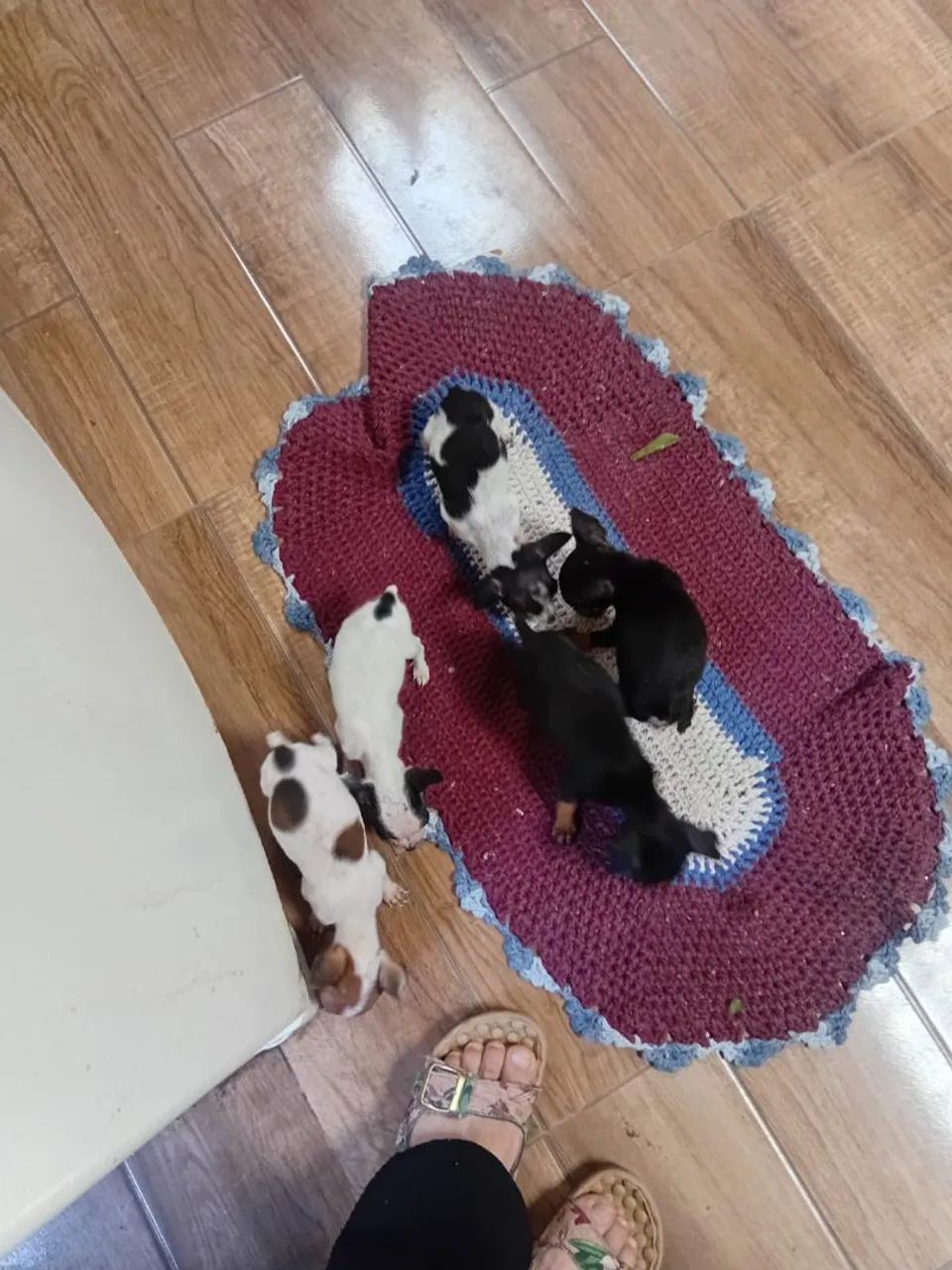 Vendo pinscher  - Foto 5