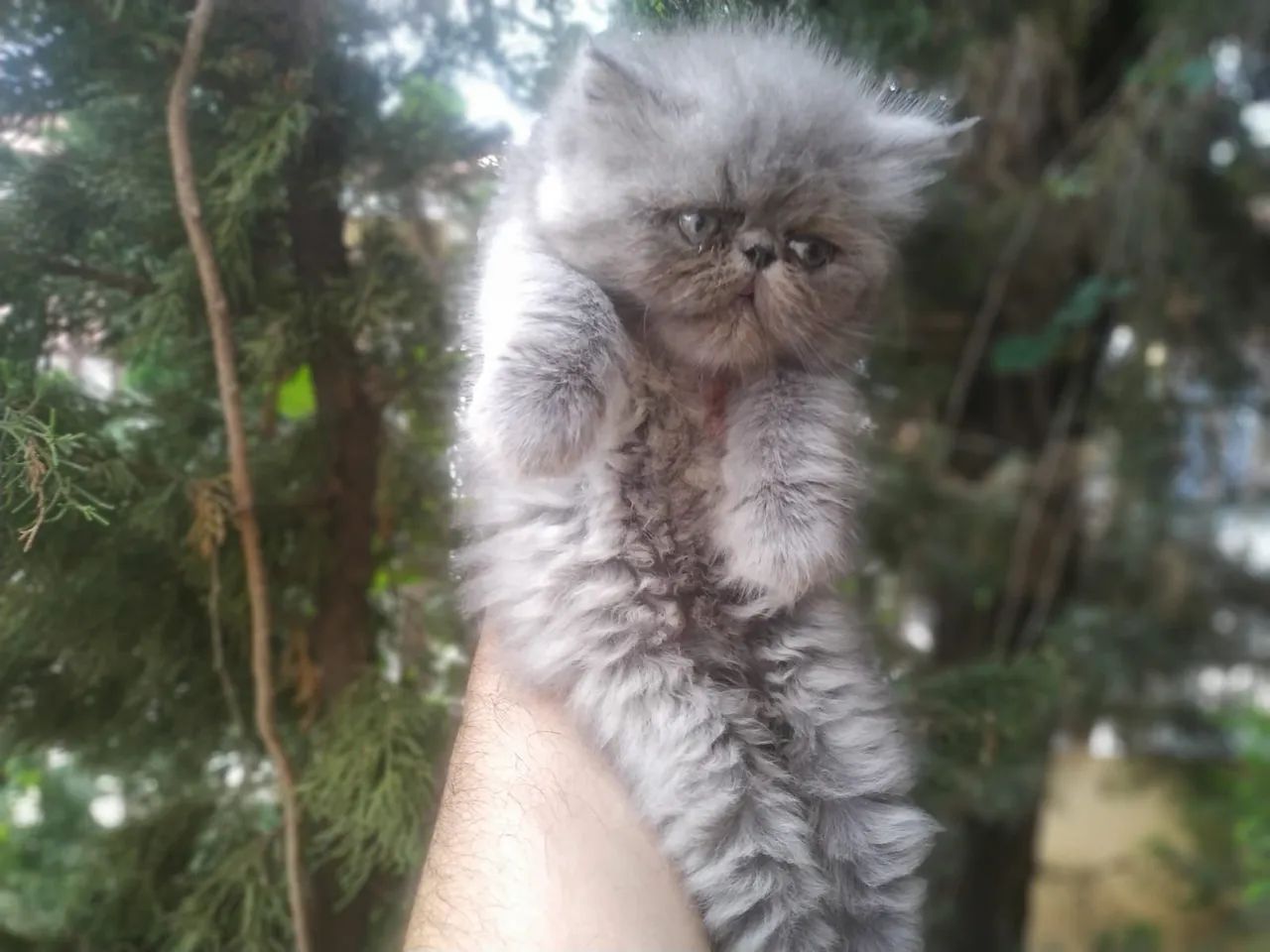 Filhote de Gato Persa Macho Blue padrão show