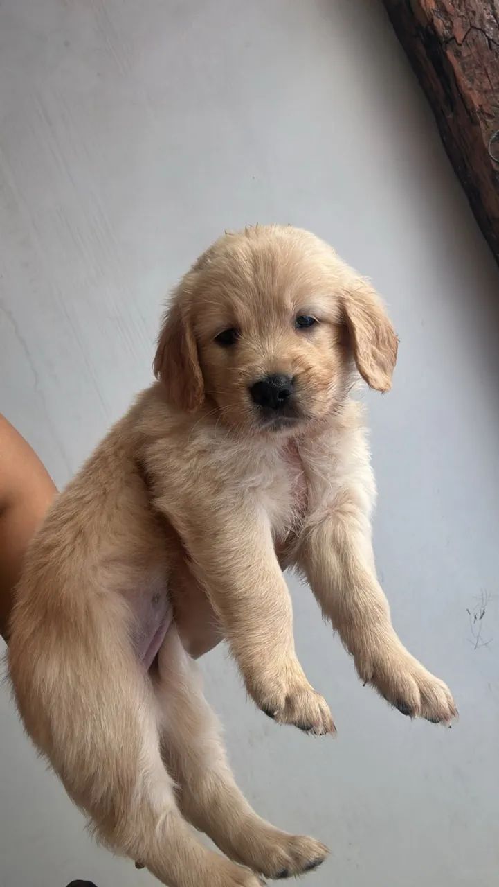 Cachorro  - Foto 3