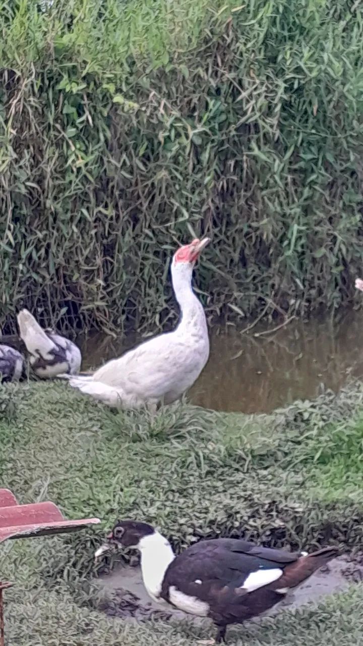 Vendo Pato Mula - Foto 5