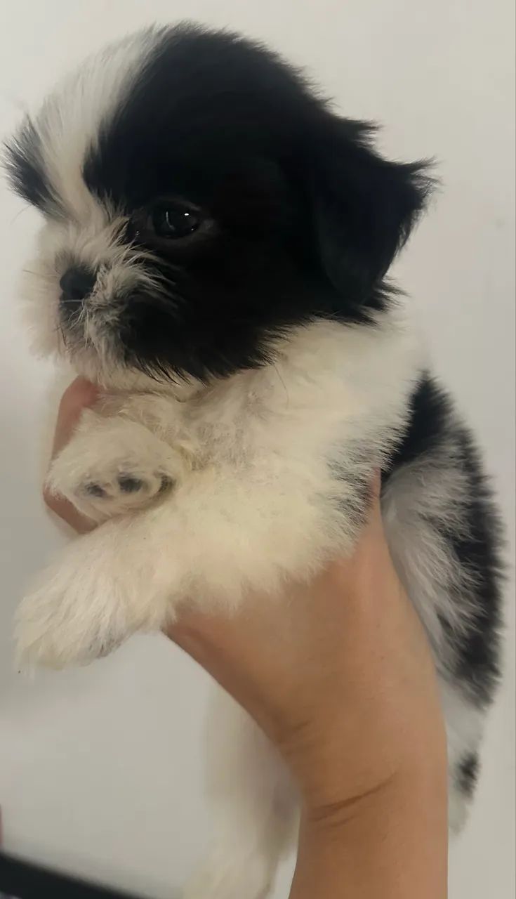 Shihtzu  - Foto 2