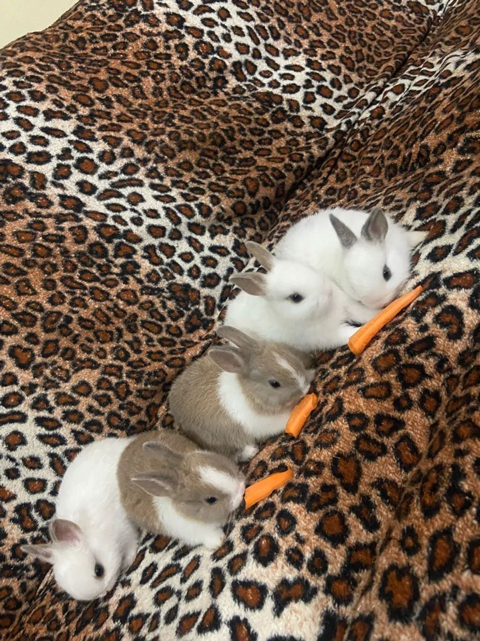 Vendo mini coelhos  - Foto 2