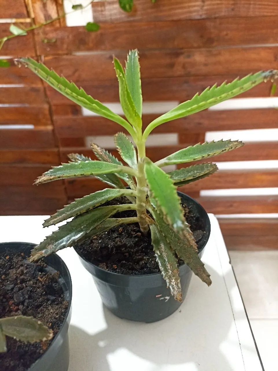 Vendo mudas de aranto - Foto 3