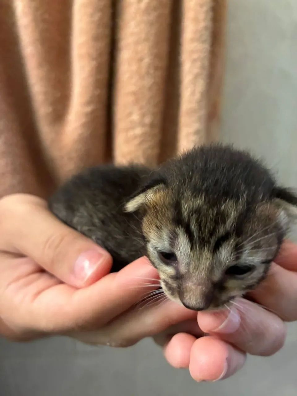 Gatinhos para Adoção Responsável somente após o desmame - Foto 4