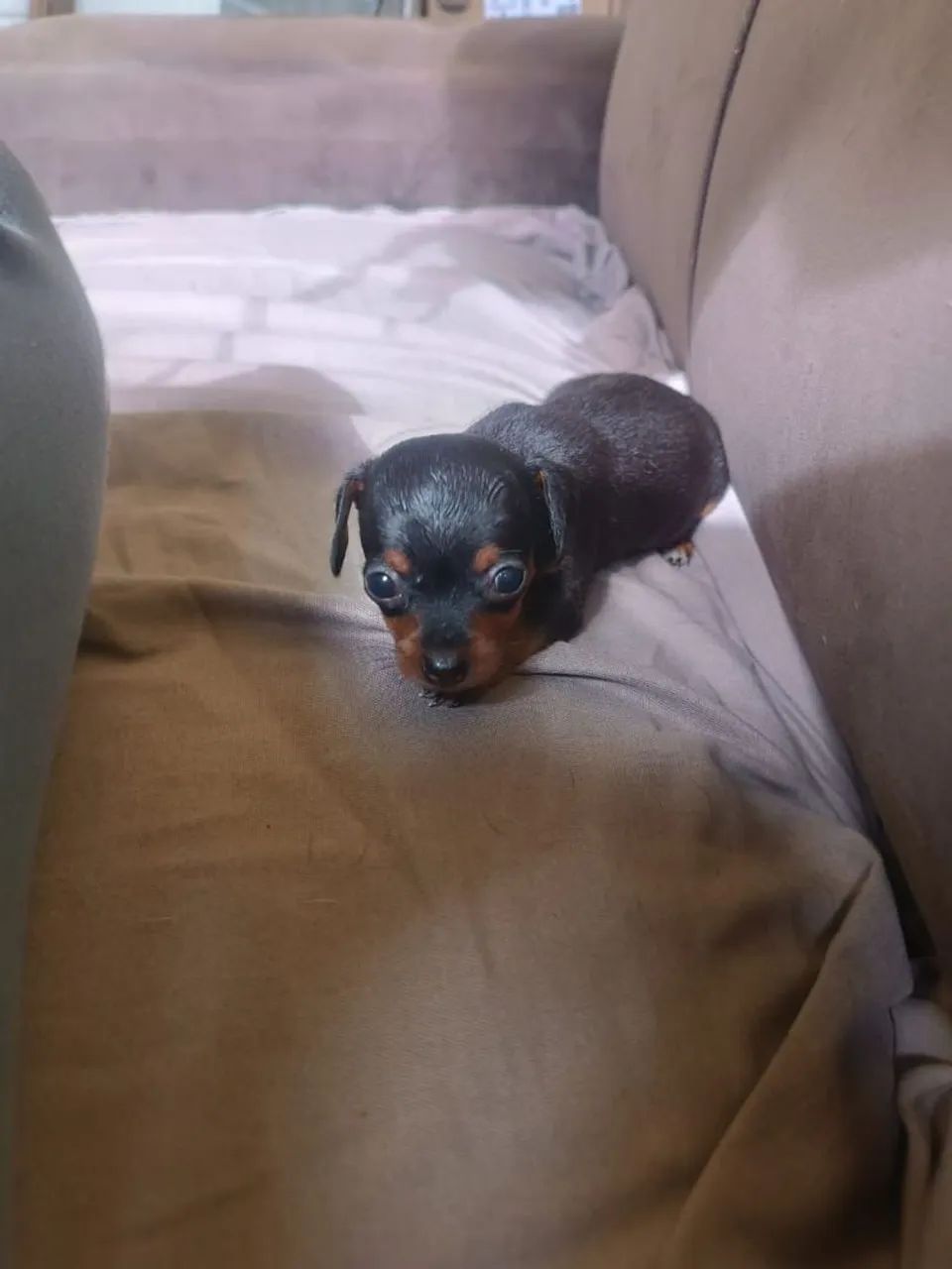 Pinscher Zero - Foto 2