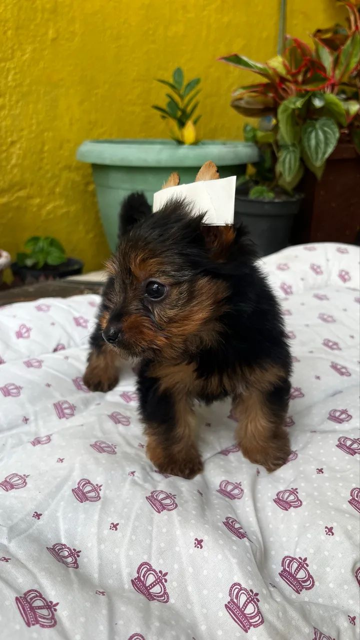 Yorshire Terrier (macho) - Foto 2