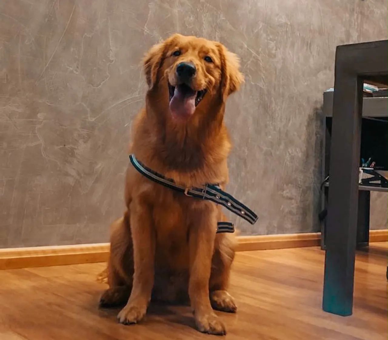 Golden retriever - Foto 4