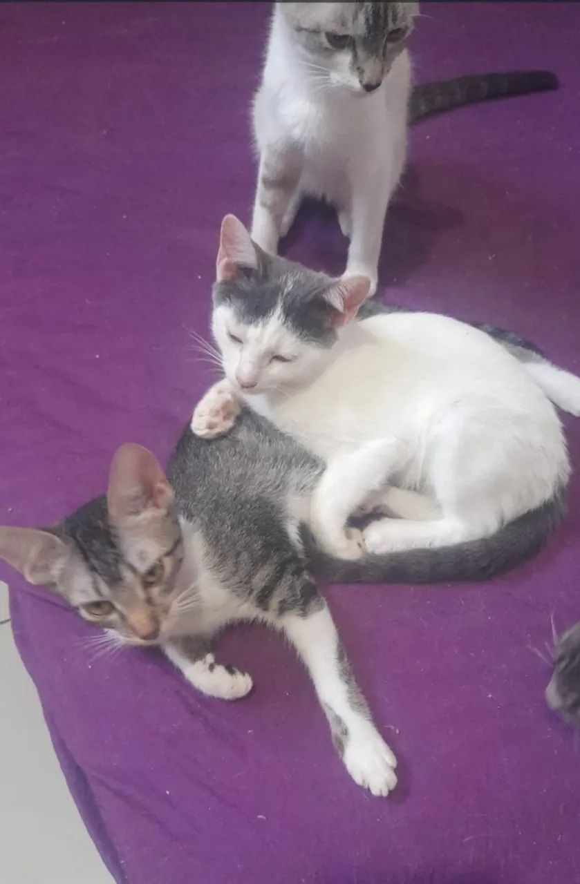 Doação de filhotes de gato