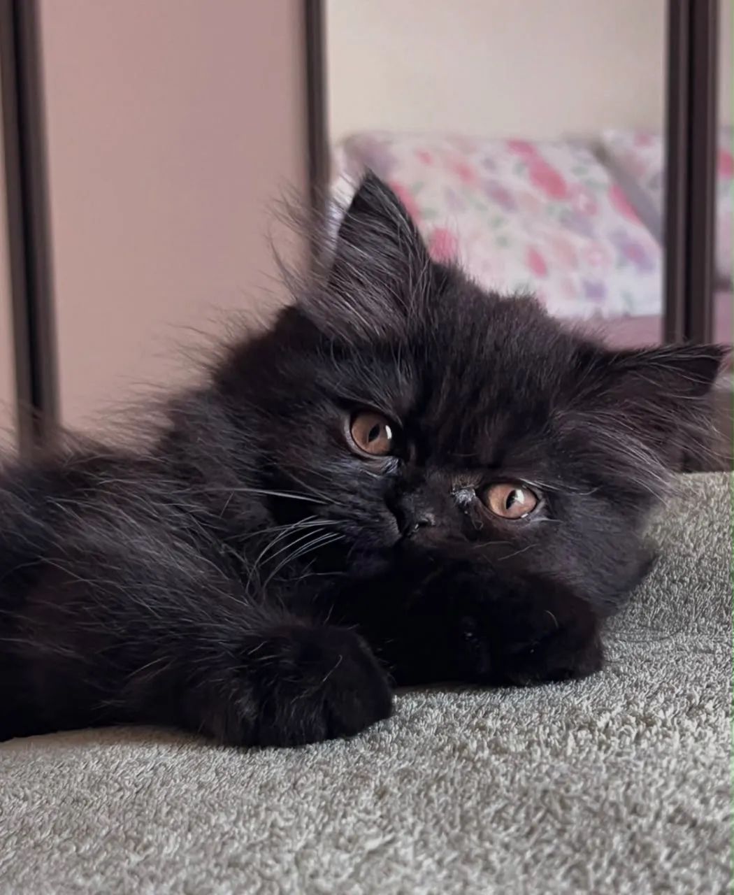Gato macho persa 