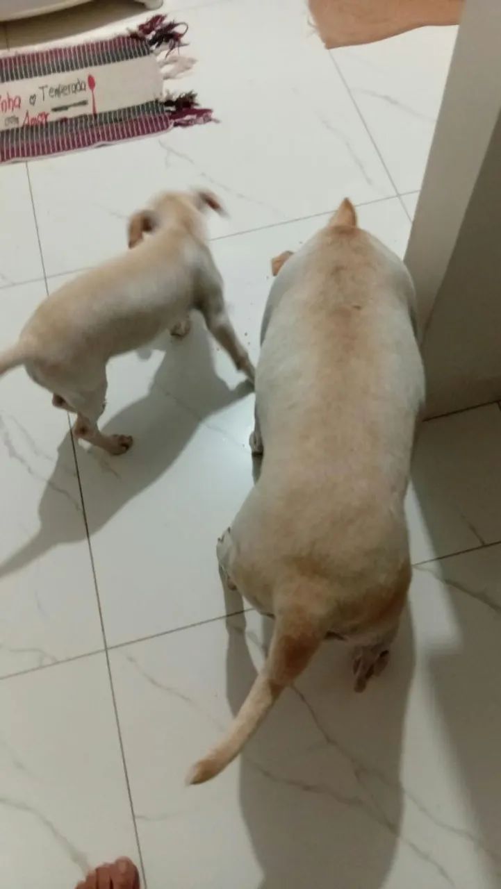 Adoção responsável  - Foto 2