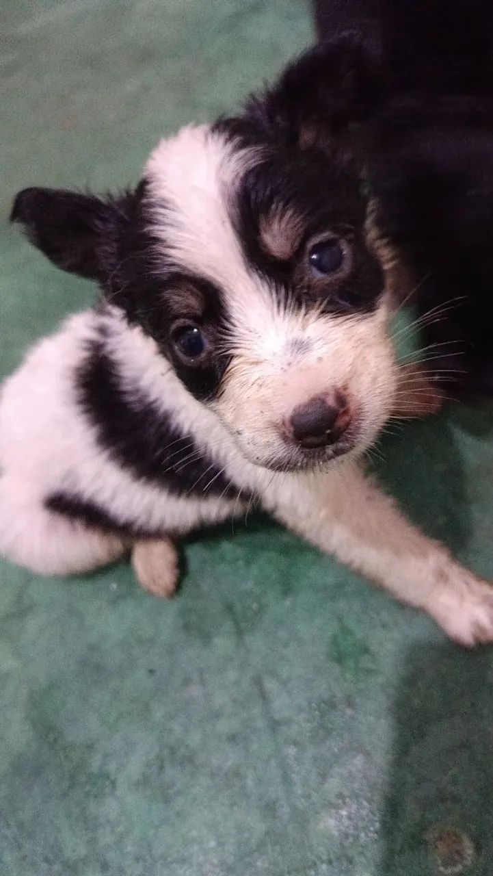 Doação de cachorros  - Foto 5