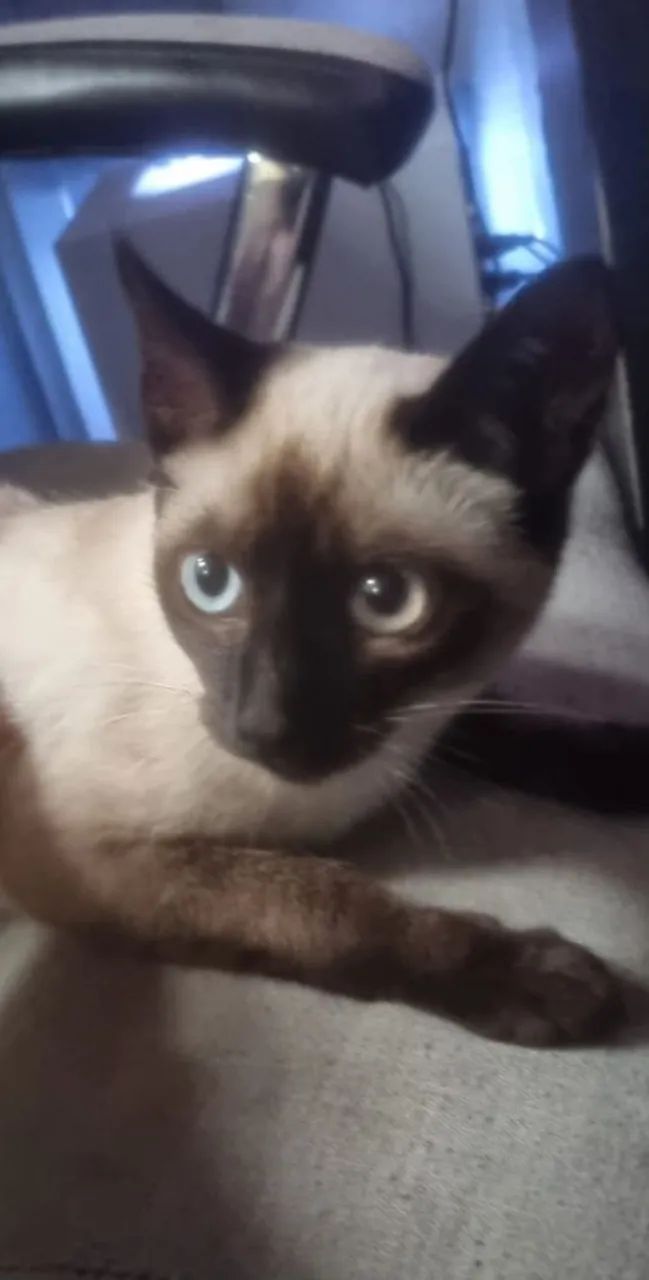 Felinos  - Foto 5