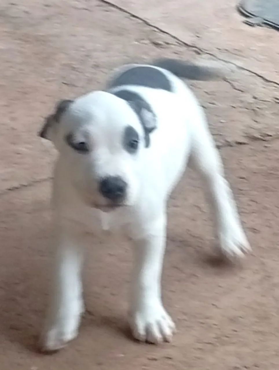 Filhote de Pit Bull American Staffordshire puro - Foto 3