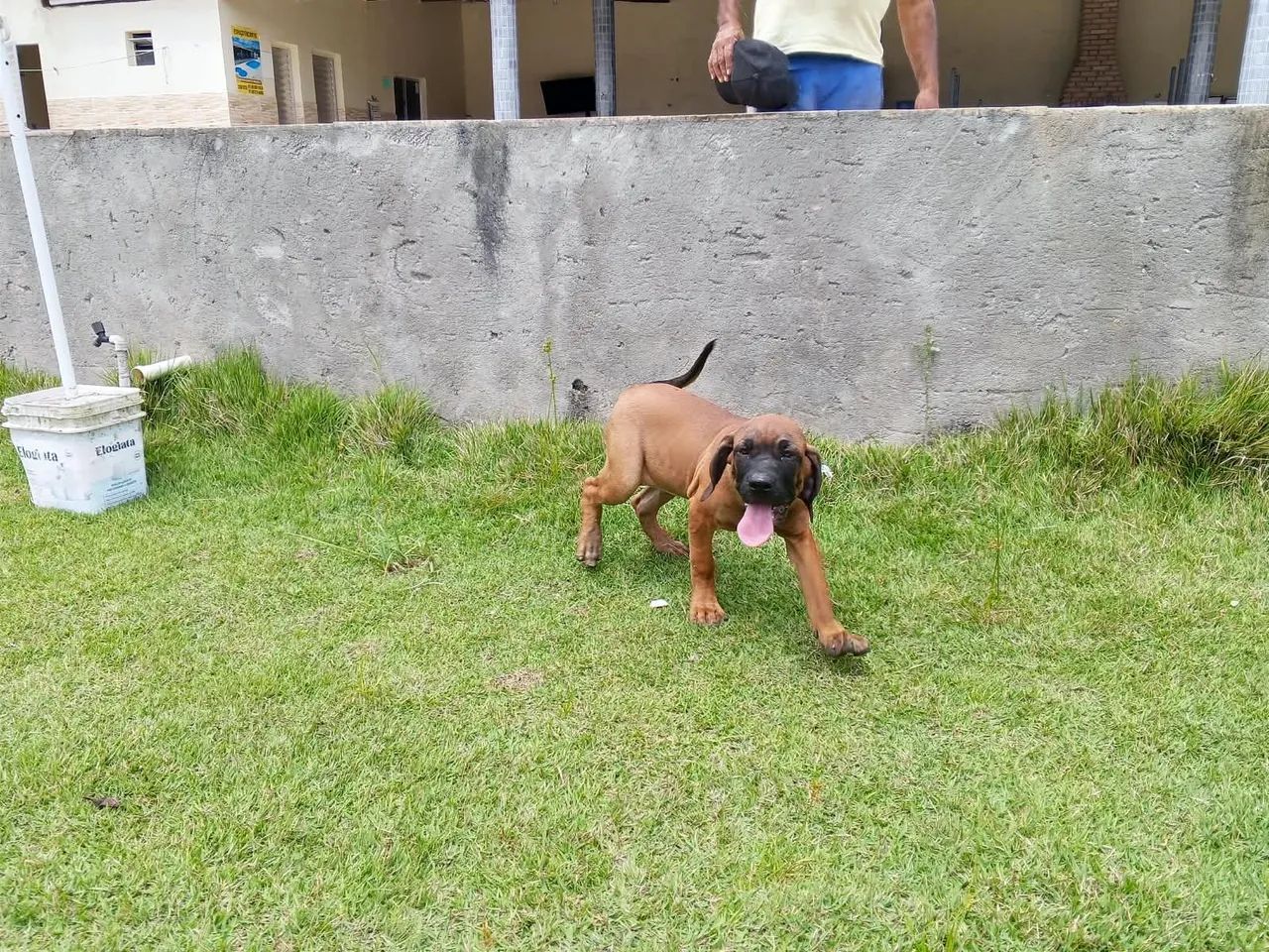 Fila brasileiro 