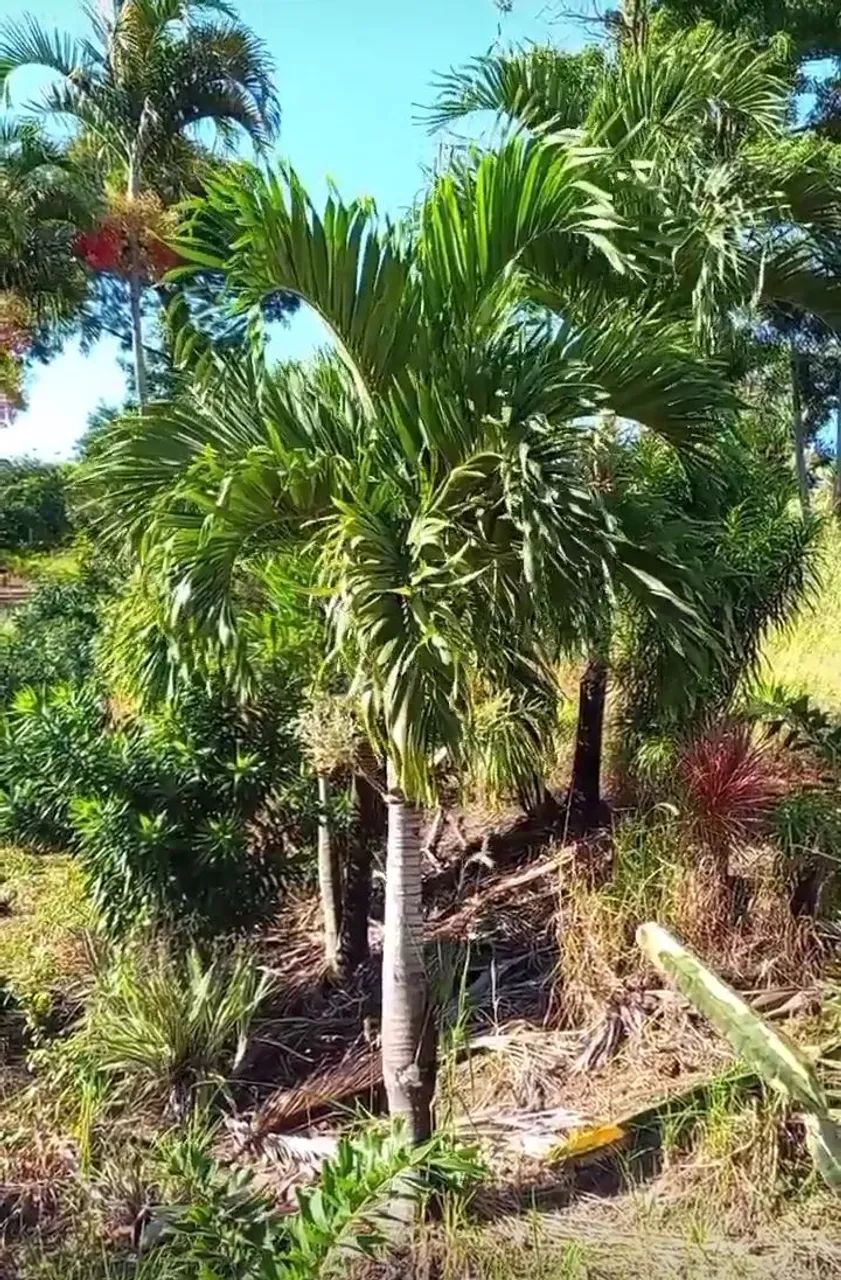 Palmeiras exóticas e nativas. Paisagismo Tropical  - Foto 6
