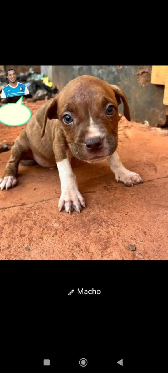 Pitbull  - Foto 2