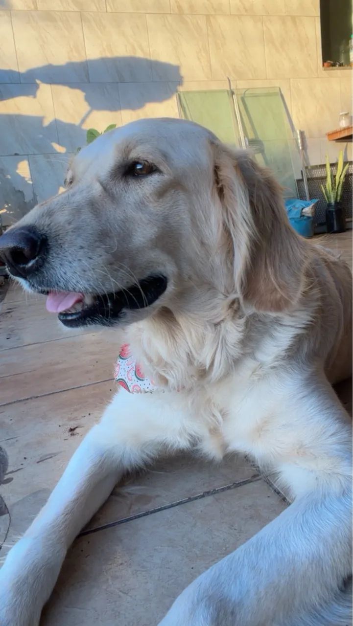 Golden  - Foto 3