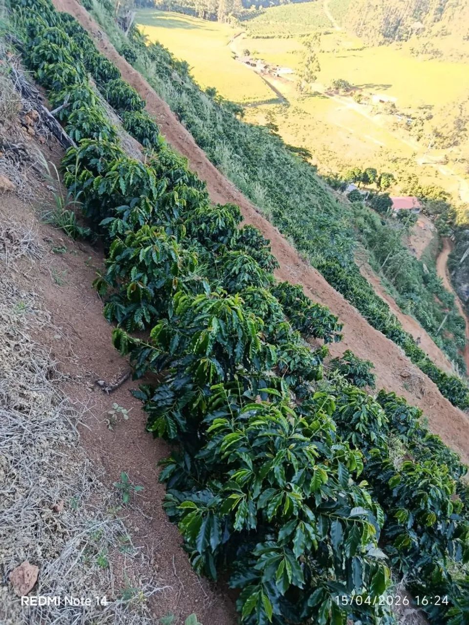 6 litros de terra e 3 mil pés de café! - Foto 2