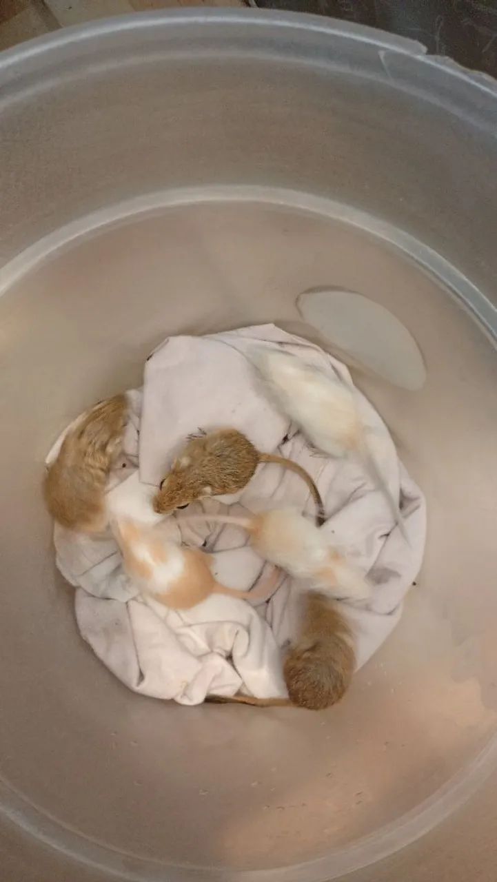 Vendo filhotes de gerbius esquilos da mongolia65580461043330122