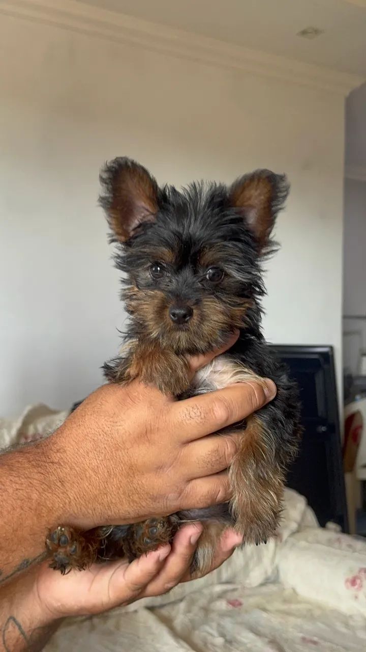 YORKSHIRE MACHO | 3 MESES  - Foto 2