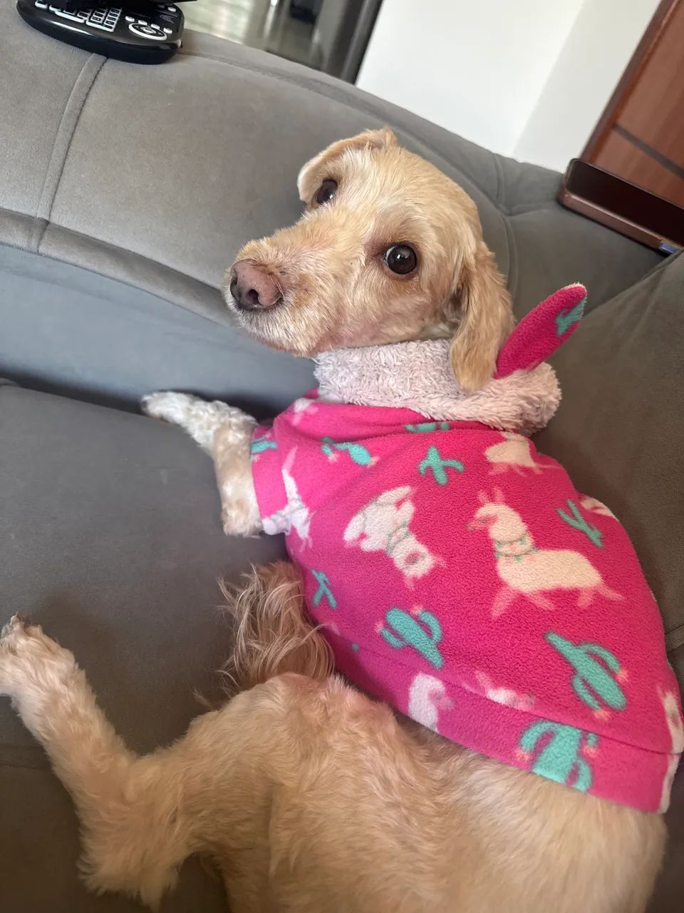 Doação responsável cachorra  - Foto 2