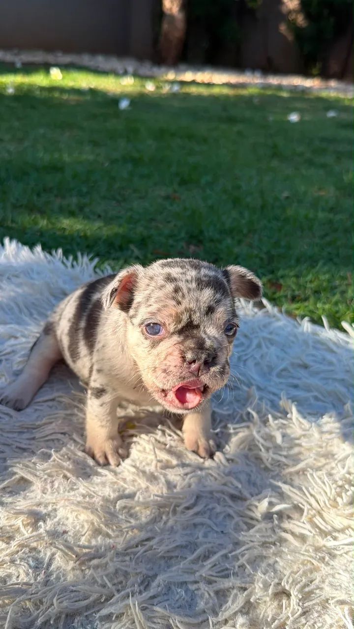 Buldog frances - Foto 5