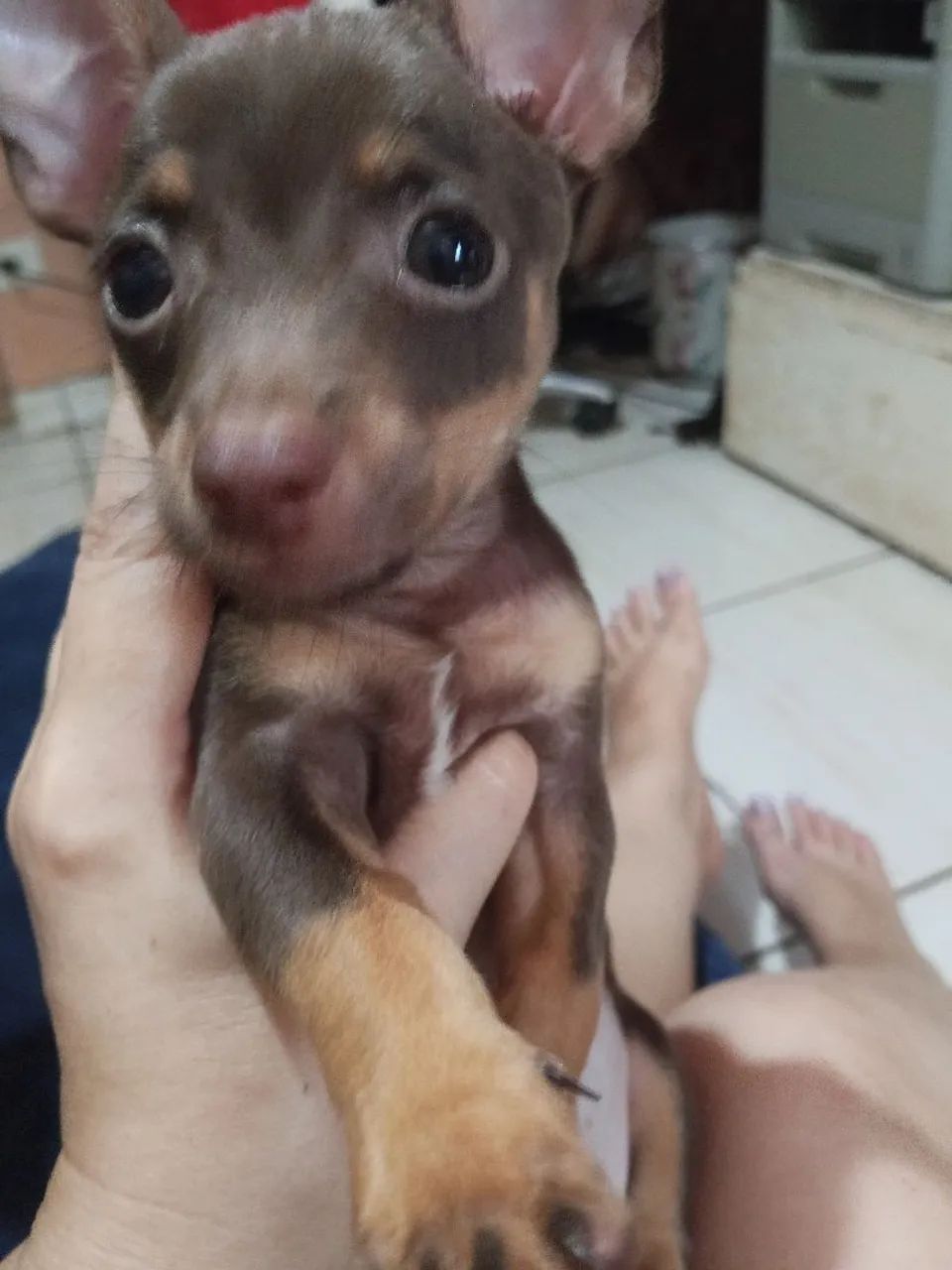 Pincher num 1  - Foto 2