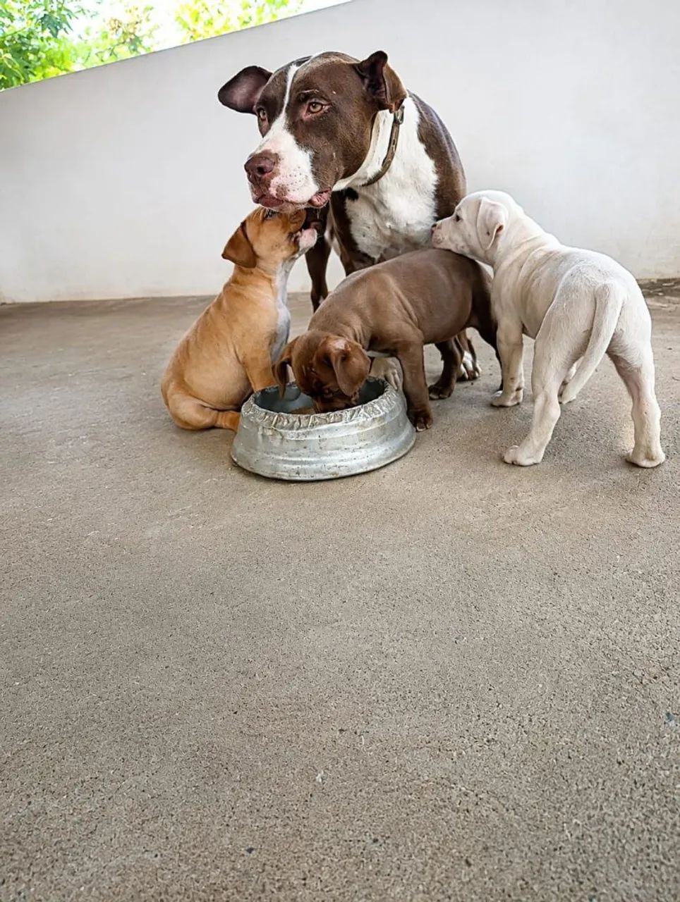 Pitbull - Foto 5