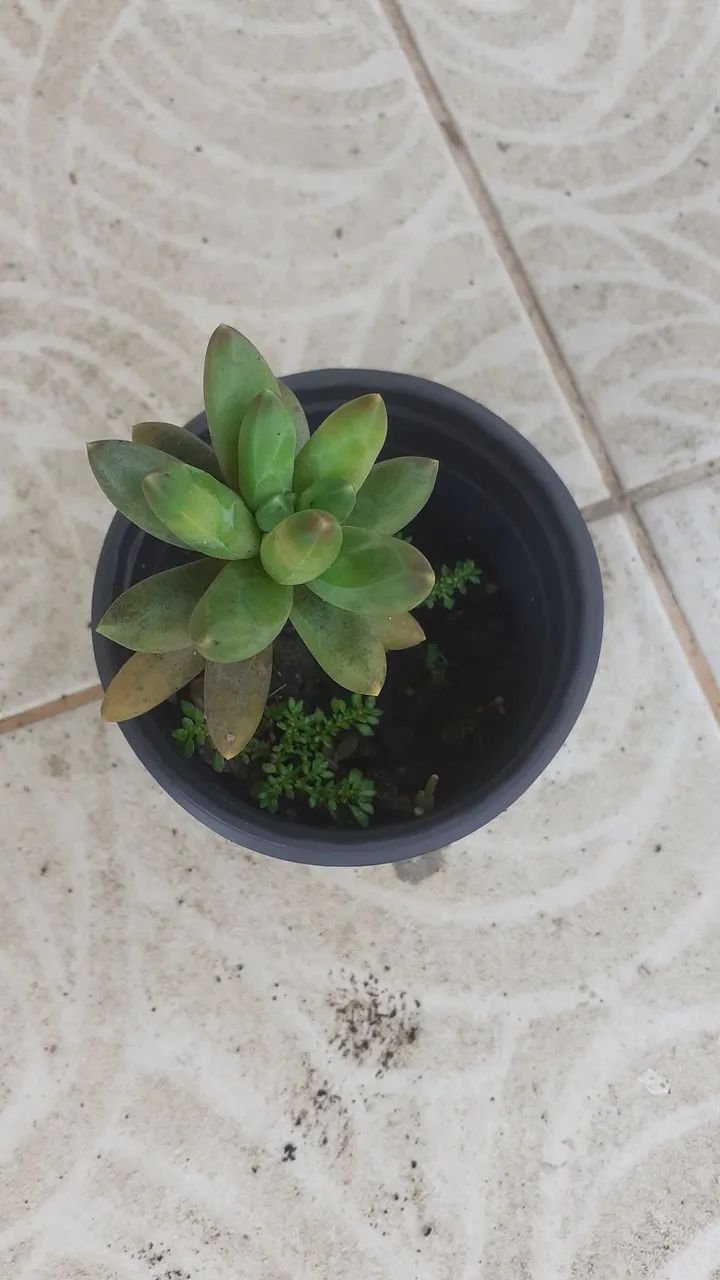 Suculentas  - Foto 4
