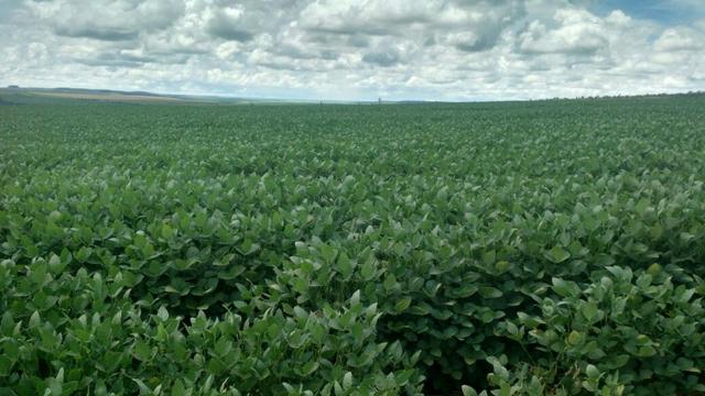 Fazenda 1.408 Hectares Municipio Cristalina Goias - Foto 12