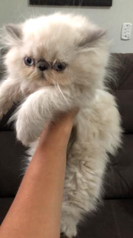 Filhote de gato PERSA HIMALAIA PURO - Foto 6